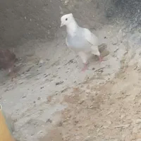 کفتر توقی نر