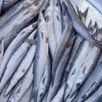 چنگو تازه رسید