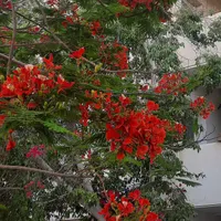 ۸۵متر ۲خواب صدف فاز۲