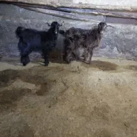 بزغاله ماده