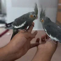 عروس هلندی جوجه ۴ ماه