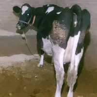 گاو سوپر شیر ۴۰کیلو شیر ۱۴روز مانده به زایمان