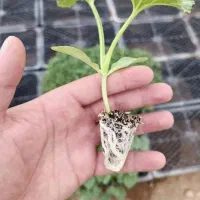 نشا|خدمات باغبانی و درختکاری|برخوار, |دیوار