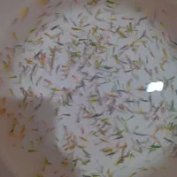 فروش عمده ماهی زبرا انواع سایز و رنگ|ماهی|تهران, آرژانتین|دیوار