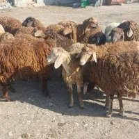 بره فروشی اوتتاخ