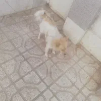 پاکوتاه اشپیتز|سگ|نیشابور, ۲۲ بهمن|دیوار