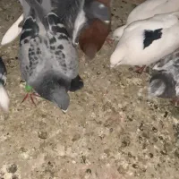 کفتر شهرستانی رنگی|پرنده|فردیس, خیام شرقی|دیوار