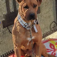 پیت بول تریر