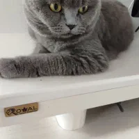 اسکاتیش ماده