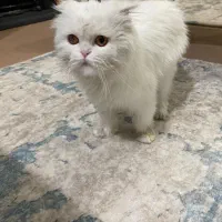 گربه اسکاتیش