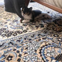 واگذاری بچه گربه خانگی