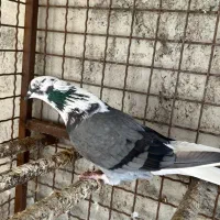 کبوتر تهرانی|پرنده|بندرعباس, |دیوار