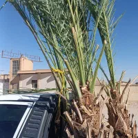 فروش انواع باجوش نخل ونهال مرکبات بزرگ وکوچک