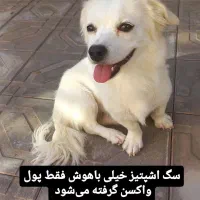 فروشی فقط پول واکسن گرفته میشه