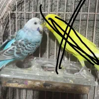 مرغ عشق معاوضه فروشی|پرنده|بیرجند, |دیوار