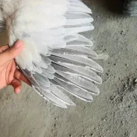 مرغ نژاد اصیل براهما بلو لایت ۶ ماه و نیم|حیوانات مزرعه|بانه, |دیوار