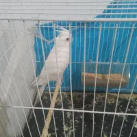 گمشده