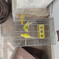 پرنده مرغ عشق