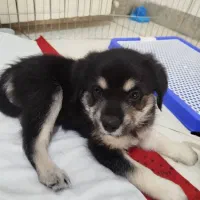 فروش سگ|سگ|تهران, شهرک ولیعصر جنوبی|دیوار