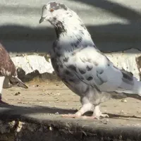 گم شده خمینی شهر محله اندان