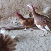 بوقلمون ماده ۳عدد