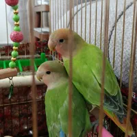 طوطی برزیلی لپ هلویی|پرنده|ملارد, |دیوار