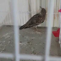 سهره خاکی نر مست بخون|پرنده|پاکدشت, پاکدشت (مامازند)|دیوار