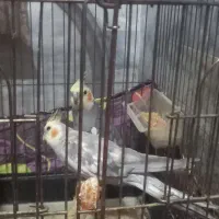 فروش عروس هلندی