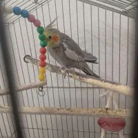 رایانه  عروس هلندی کفتر