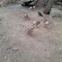 مرغ و بوقلمون کردی