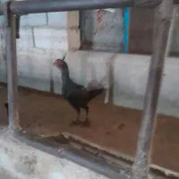 مرغ لاری اصیل ترک|حیوانات مزرعه|اسدآباد, |دیوار