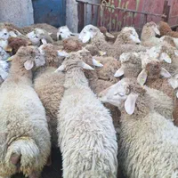 فروش گوسفند زنده نر در تبریز