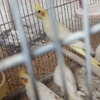 عروس هلندی .مرغ عشق‌. طوطی برزیلی