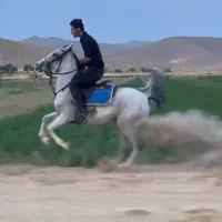 اسب