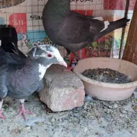پلنگ، قره