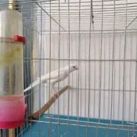 قناری دهن زن|پرنده|فسا, |دیوار