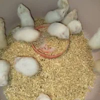 فروش همستر دونه190ارسال هم دارم|موش و خرگوش|دوگنبدان, |دیوار