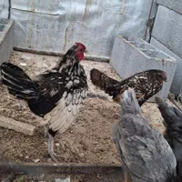 خروس سبرایت|حیوانات مزرعه|قروه, |دیوار