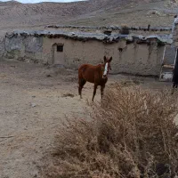 اسب|اسب و تجهیزات اسب‌سواری|مشهد, موسوی قوچانی|دیوار