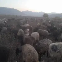 بره نر ده راس کیلو 350مقطوع