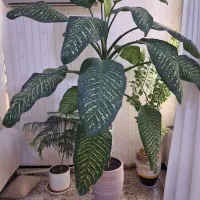 قرون گل دیفن باخیا