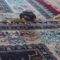 مرغ مینا بسیار بازی گوش تازه داره صحبت یاد میگیره|پرنده|تربت‌حیدریه, ۴۵ متری|دیوار