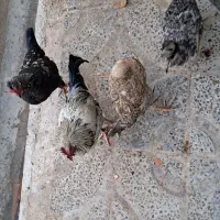 فروش ۵ عدد خروس جوان|حیوانات مزرعه|دهلران, |دیوار