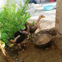 سه تا جوجه لاری بهترین نژاد