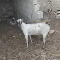 چند بز داشتی|حیوانات مزرعه|خمیر, |دیوار