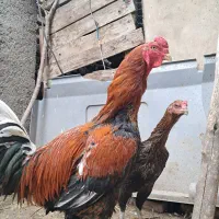 تخم مرغ لاری