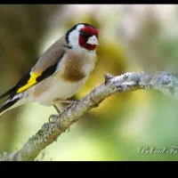 سهره سرچهان