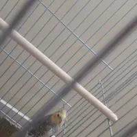 جوجه عروس هلندی