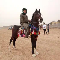 اسب