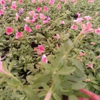 تولید گلهای باغچه ای وفضای سبز شرکت های وویلا|گل و گیاه طبیعی|لامرد, |دیوار